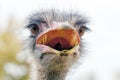 Angry Ostrich Close up portrait, Close up ostrich head Struthio camelus Royalty Free Stock Photo