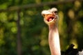 Angry ostrich face Royalty Free Stock Photo