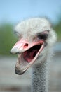 Angry ostrich head with a dirty open beak