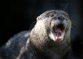 Angry Otter