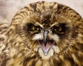 Angry owl Royalty Free Stock Photo