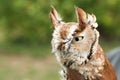 Angry owl calmly looking around its surroundings Royalty Free Stock Photo