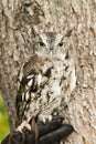 Angry owl calmly looking around its surroundings Royalty Free Stock Photo