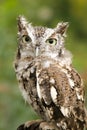 Angry owl calmly looking around its surroundings Royalty Free Stock Photo