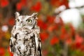 Angry owl calmly looking around its surroundings Royalty Free Stock Photo