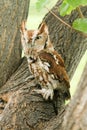 Angry owl calmly looking around its surroundings Royalty Free Stock Photo