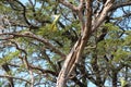 Angry Parrot attacks snake