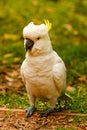 Angry parrot is a cockatoo.