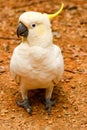 Angry parrot is a cockatoo.