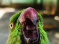 Angry parrot ready to bite Royalty Free Stock Photo