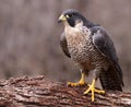 Angry Peregrine Falcon Royalty Free Stock Photo