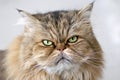 Angry Persian cat