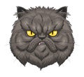 Angry Persian Cat Face