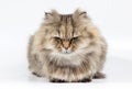 Angry persian cat golden chinchilla Royalty Free Stock Photo