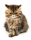 Angry Persian kitten cat marble color coat Royalty Free Stock Photo