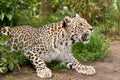 Angry Persian Leopard