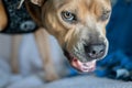 Angry Pit Bull Dog Growling and Showing Teeth Royalty Free Stock Photo