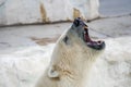 Angry Polar Bear head