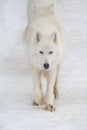 Angry polar wolf is walking on a white snow and looking at the camera. Canis lupus arctos. White wolf or alaskan tundra Royalty Free Stock Photo