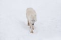 Angry polar wolf is walking on a white snow and looking at the camera. Canis lupus arctos. White wolf or alaskan tundra Royalty Free Stock Photo