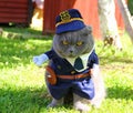 Angry police cat Royalty Free Stock Photo