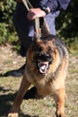 Angry Police Dog