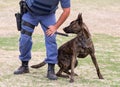 Angry Police Dog and Handler Royalty Free Stock Photo