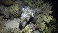 Angry Porcupine fishe swim on reef.