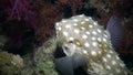 Angry Porcupine fishe swim on reef.