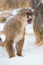 Angry puma