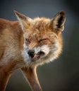 An angry red fox with a nose smeared in sand, without prey, with a grimace of bitterness on his face Royalty Free Stock Photo