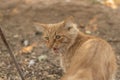 Angry red ginger cat shows teeth. Dissatisfied pet. Meows and growls. Farm Life Village Royalty Free Stock Photo