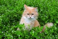 Angry red haired lost cat looks out of the green grass. Sad missing cat looking for a home. An abandoned animal in the Royalty Free Stock Photo