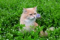 Angry red haired lost cat looks out of the green grass. Sad missing cat looking for a home. An abandoned animal in the Royalty Free Stock Photo