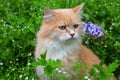 Angry red haired lost cat looks out of the green grass. Sad missing cat looking for a home. An abandoned animal in the Royalty Free Stock Photo