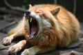 an angry red wolf yawning with its mouth open