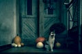 Angry roaring cat with amputated leg sitting by front door decorated with pumpkins for the Halloween season. Dark spooky Halloween