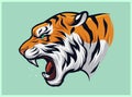 Angry Roaring Tiger, Panthera Tigris