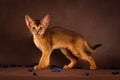 Angry ruddy abyssinian cat on dark green Royalty Free Stock Photo