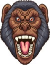 Angry screaming chimpanzee front view head