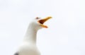 Angry screaming seagull Royalty Free Stock Photo