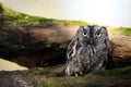 Angry Screech Owl Royalty Free Stock Photo