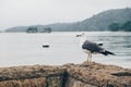 An angry seagull or a gull standing on a stone wall Royalty Free Stock Photo