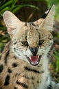 Angry Serval Cat South Africa Royalty Free Stock Photo