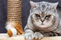 Angry shorthair scottish striped cat looking at camera Royalty Free Stock Photo