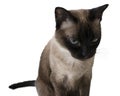 Angry cat. Siamese cat staring hatefully at the camera. Royalty Free Stock Photo