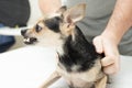 angry small dog breeds, chihuahua grins at the owner, pet bites and growls, shows teeth