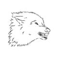 Angry snarling wolf, angry wolf growls, wolf head, vector sketch illustration Royalty Free Stock Photo