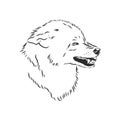 Angry snarling wolf, angry wolf growls, wolf head, vector sketch illustration Royalty Free Stock Photo