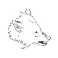 Angry snarling wolf, angry wolf growls, wolf head, vector sketch illustration Royalty Free Stock Photo